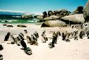 Penguins on the Boulder Beach, South Africa